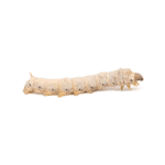 20 Medium/Small Silkworms