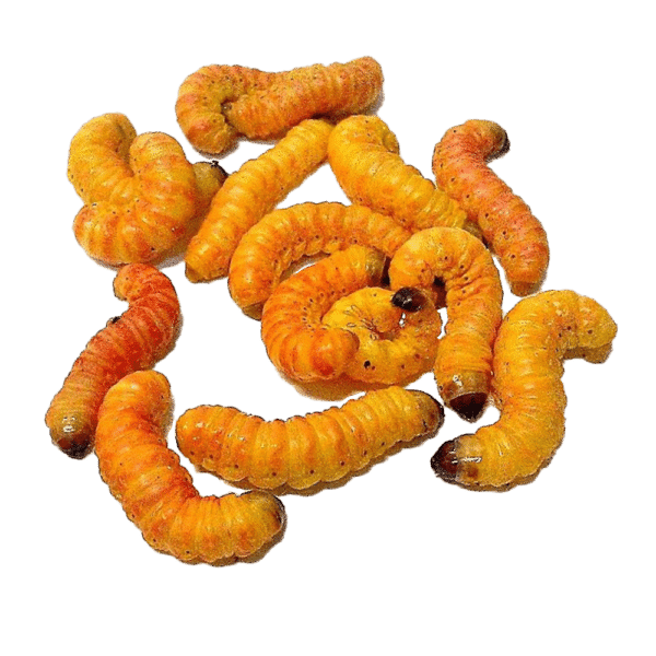 25 Mixed sized butterworms - Image 3