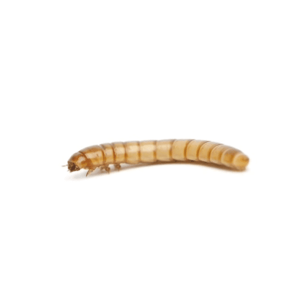 Mealworms - Image 1
