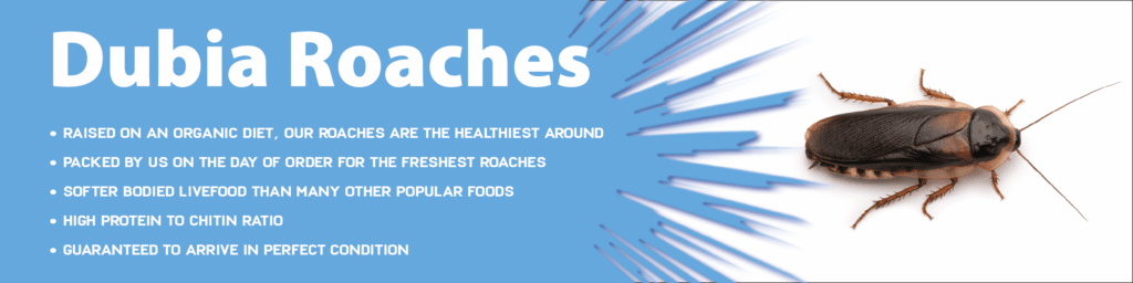 roaches