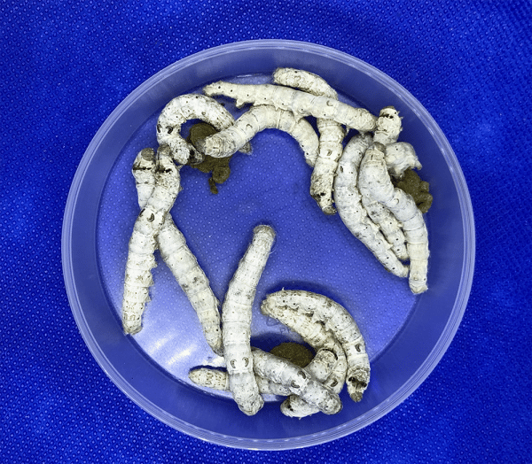 Silkworms - Large 75 - Image 1