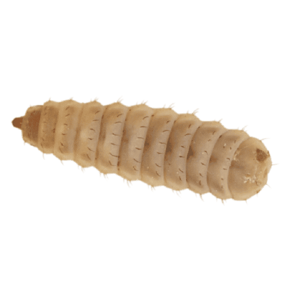 Calci Worms - Image 1