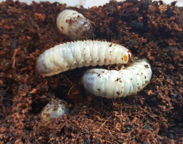 Fruit Beetle Grubs - Pachnoda (Livefood Subscription) - Image 1