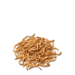 Mealworms (Livefood Subscriptions) - Image 2