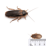 Dubia Roaches LARGE