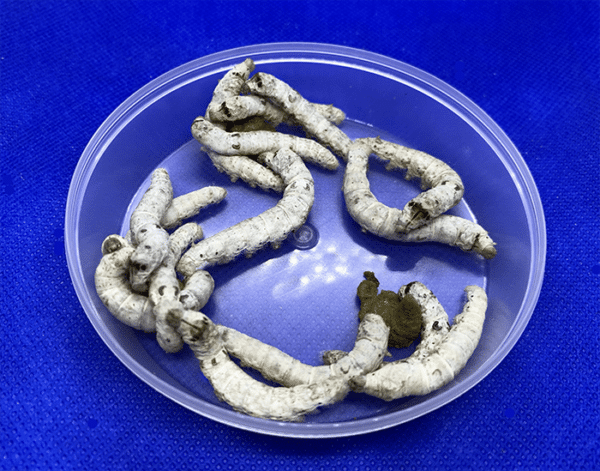 8 Extra-Large Silkworms - Image 2