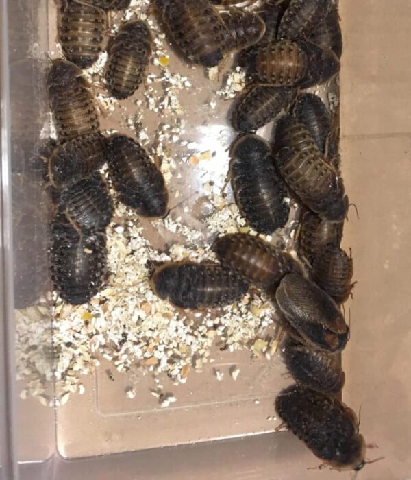 Dubia Roaches LARGE - Image 2