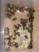 Dubia Roaches MEDIUM - Image 2