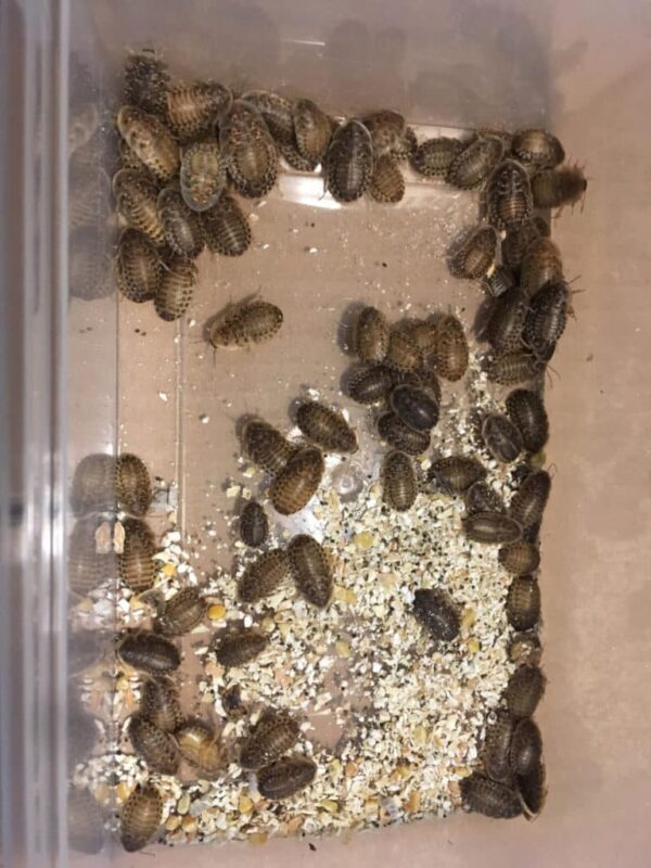 Dubia Roaches MEDIUM - Image 2