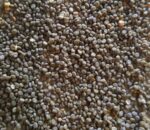 250 Silkworm Eggs