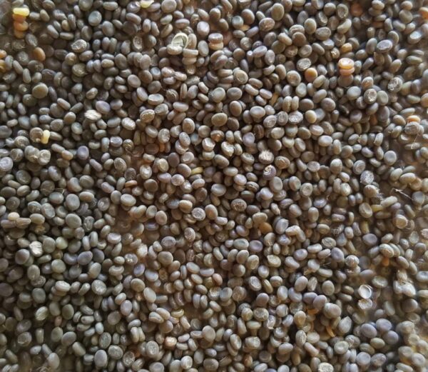 10,000 Silkworm Eggs - Image 1