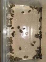 Dubia Roaches SMALL - Image 2