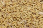 Waxworms x 50 - Image 2