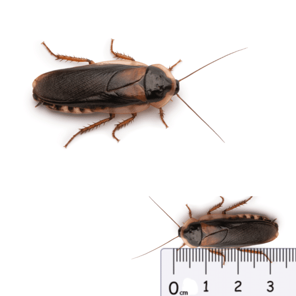 Dubia Roaches Adult - Image 1