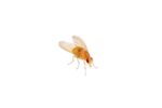 Fruit Flies