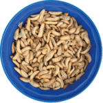 500 Small Calci-Worms