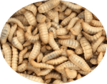 500 Small Calci-Worms - Image 2