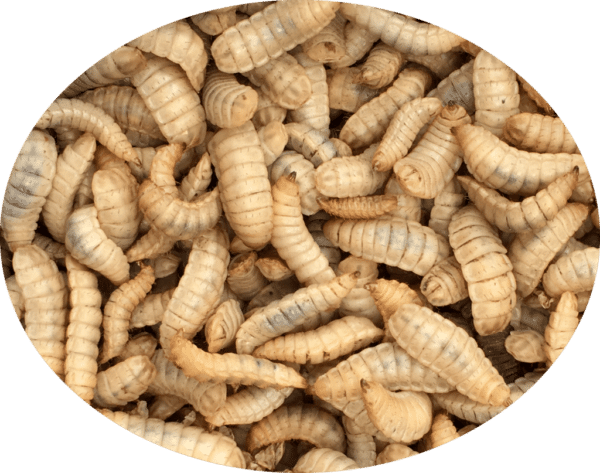 500 Small Calci-Worms - Image 2
