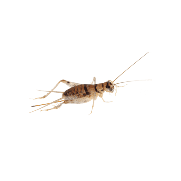 Silent Brown Crickets - Image 1