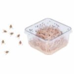 Fruit Flies - Image 2