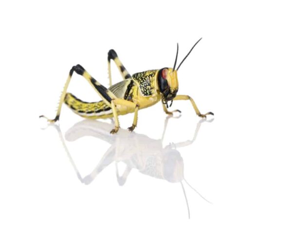 Locusts - Image 1