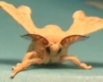 Silkworm Kit (From Egg to Moth!) - Image 2