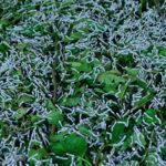 250 Silkworm Colony