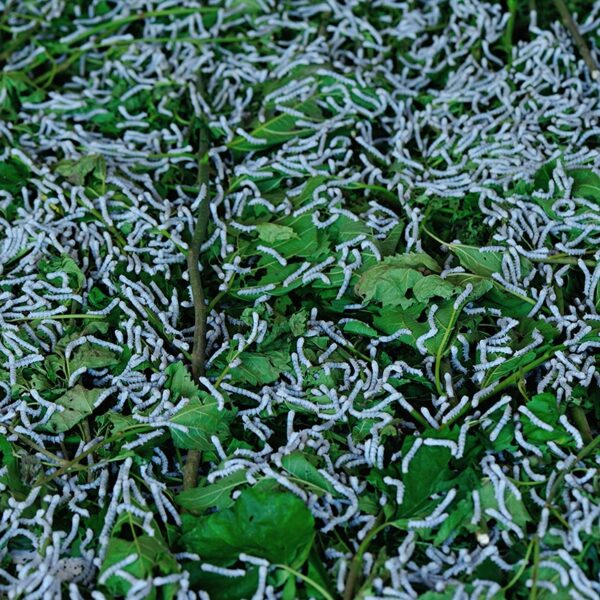 250 Silkworm Colony - Image 1