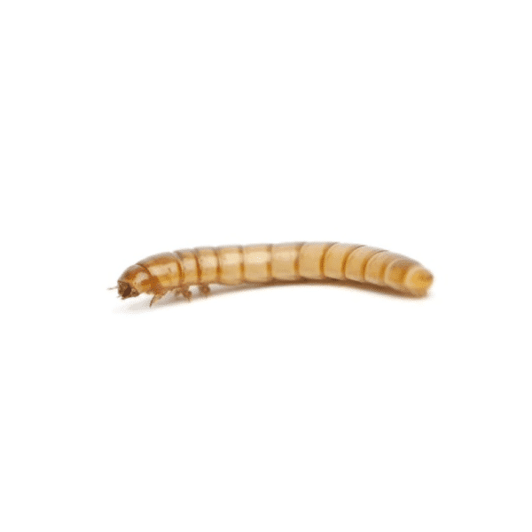 Mealworms (Livefood Subscriptions) - Image 1