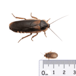 Dubia Roaches MEDIUM