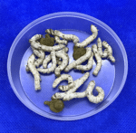 15 Medium Silkworms - Image 2