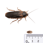Dubia Roaches MEDIUM/SMALL