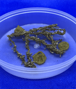 30 Micro Silkworms - Image 2