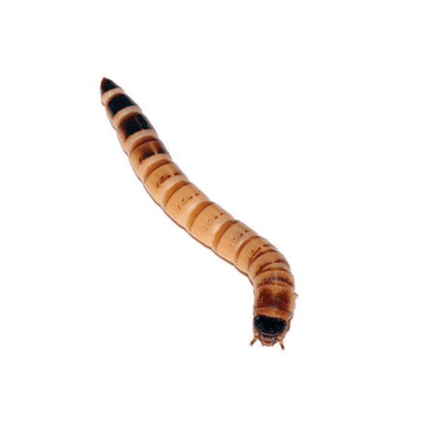 Morio Worms - Image 1