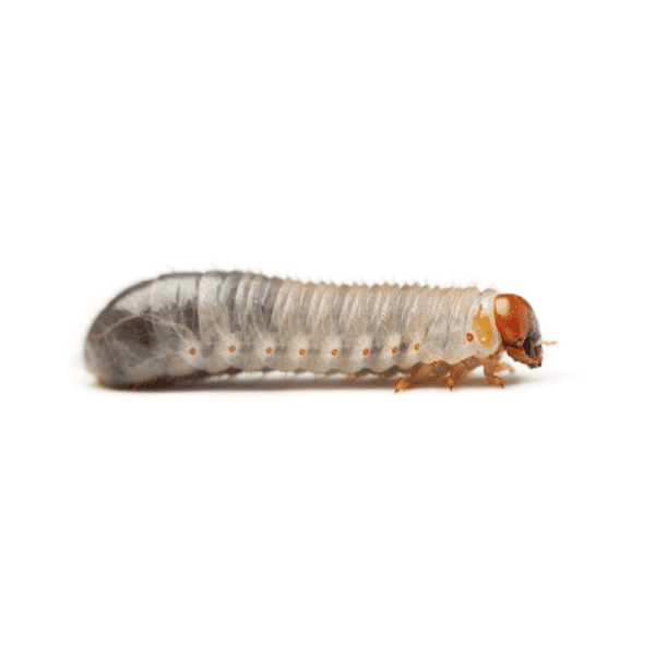 XL Pachnoda / Fruit Beetle Grubs - Image 1
