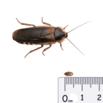 Dubia Roaches SMALL