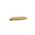 Waxworms x 50