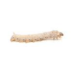 15 Medium Silkworms