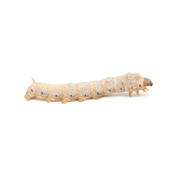 Silkworms - Image 1