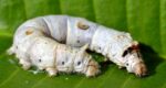 Silkworm Kit (From Egg to Moth!)