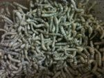 250 Silkworm Colony - Image 2