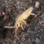Springtail Culture