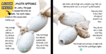 The Life Cycle Of A Silkworm - Image 3