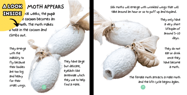 The Life Cycle Of A Silkworm - Image 3