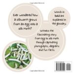 The Life Cycle Of A Silkworm - Image 2