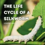 The Life Cycle Of A Silkworm