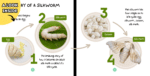 The Life Cycle Of A Silkworm - Image 4