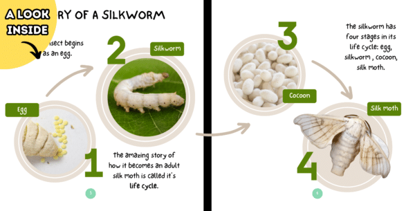 The Life Cycle Of A Silkworm - Image 4