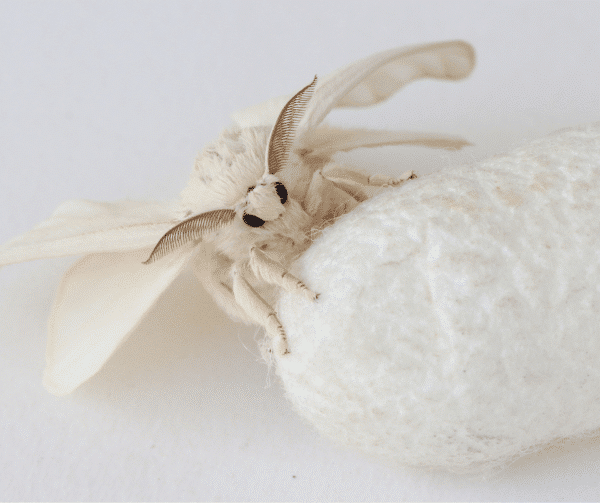 Silkworm Spin Wheel - Image 6