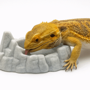 Reptile Water Bowl Rock